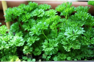 quand semer du persil