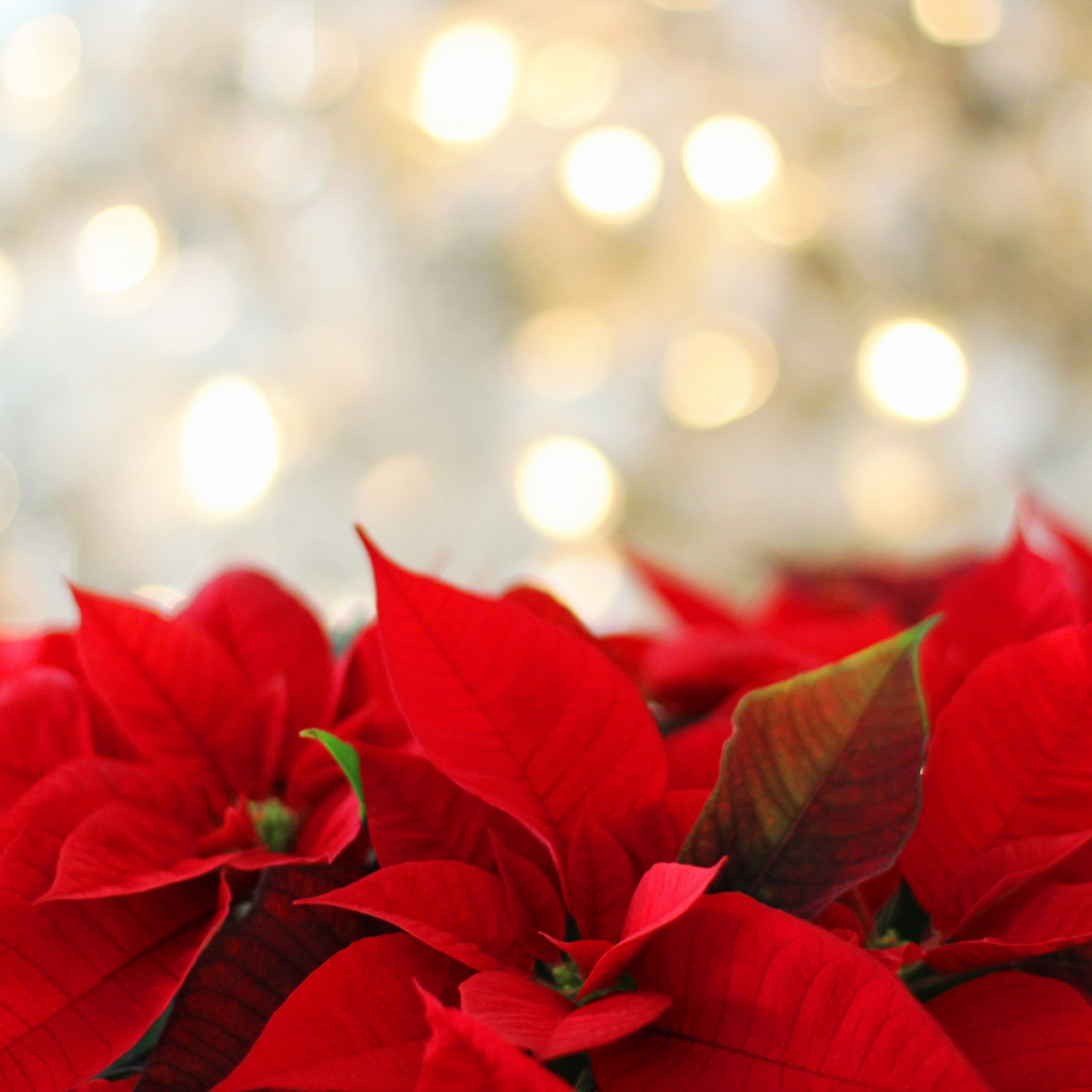 Poinsettia plante de noël