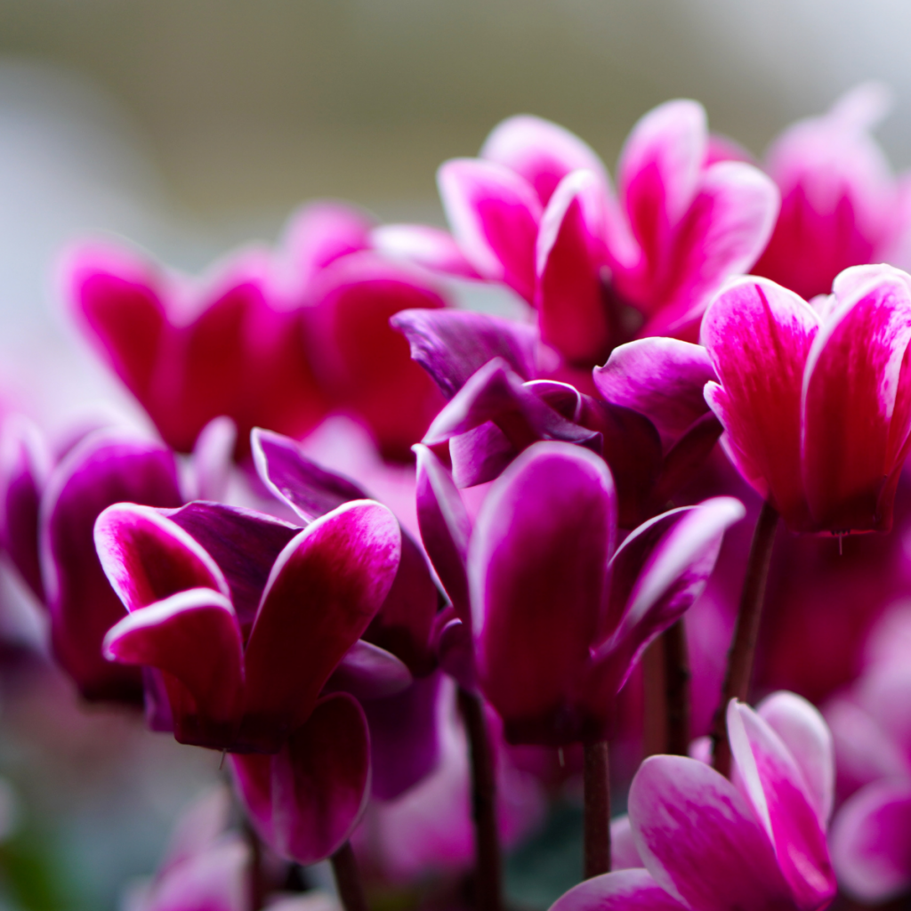 cyclamen