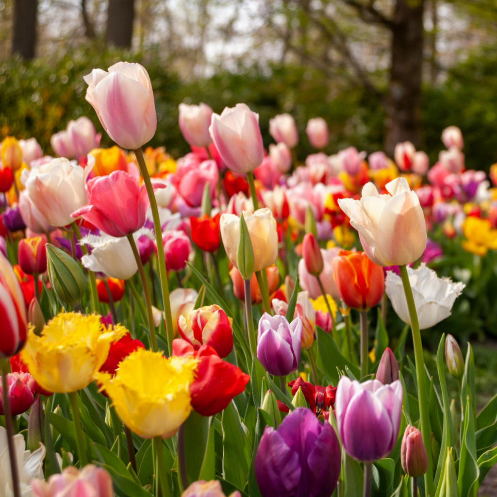 parterre fleur rouge