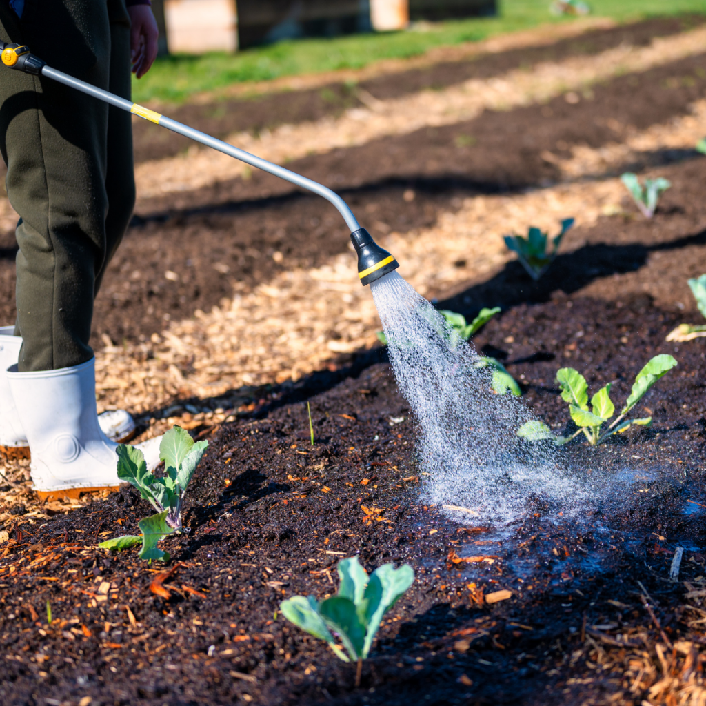quand planter des tomates