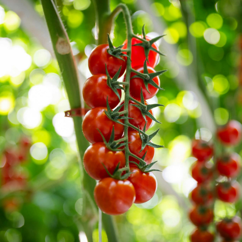 quand planter des tomates ?