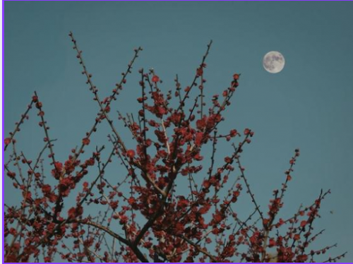 jardiner avec la lune