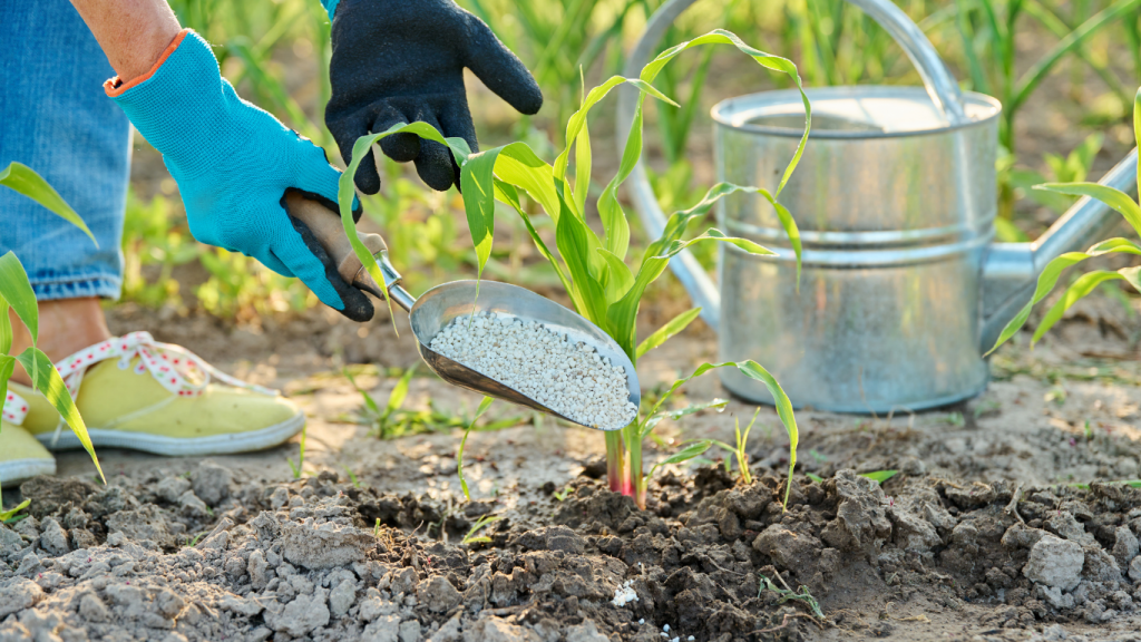 quoi planter au mois de mars les semis